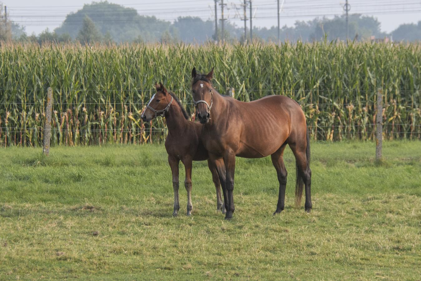 Darcy River - Broodmares